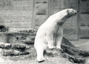 Ours polaire assis, 1924